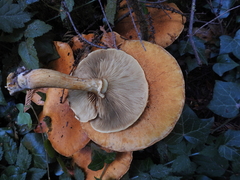 Gymnopilus ventricosus