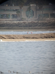 Phoenicopterus ruber