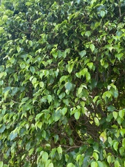 Ficus benjamina
