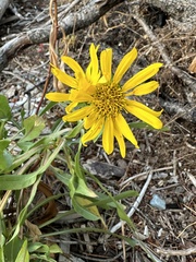 Grindelia integrifolia