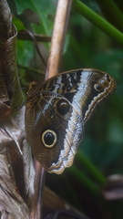 Caligo atreus