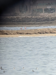 Phoenicopterus ruber