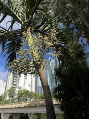 Arecoideae