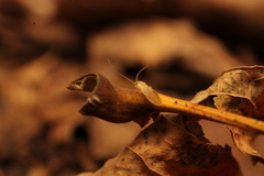 Xanthocaecilius