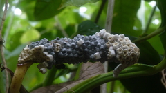 Monstera dissecta