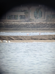 Phoenicopterus ruber