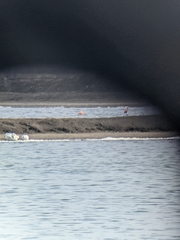 Phoenicopterus ruber