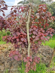 Euphorbia cotinifolia