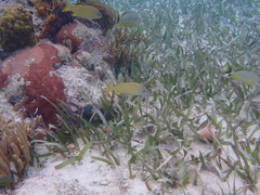 Haemulon flavolineatum