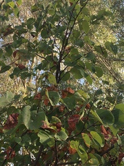 Cercis siliquastrum