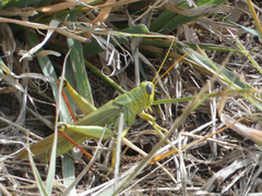 Schistocerca shoshone