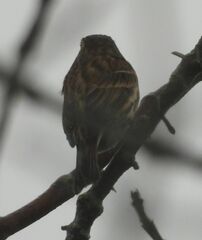 Haemorhous purpureus