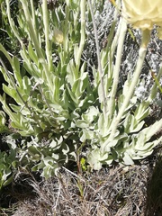 Syncarpha speciosissima