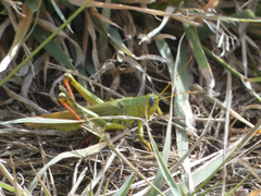 Schistocerca shoshone