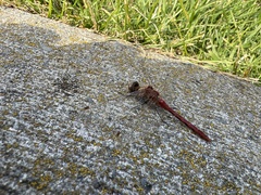 Sympetrum pallipes