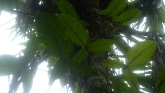 Syngonium