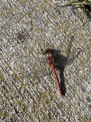 Sympetrum pallipes