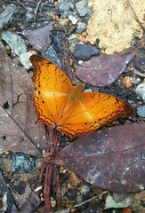 Vindula dejone erotella