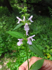 Stachys aspera