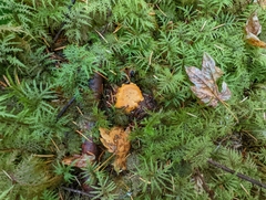 Cantharellus formosus