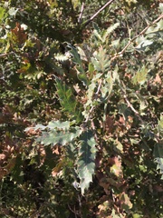 Quercus ithaburensis