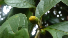 Lycianthes sanctaeclarae