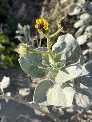 Encelia palmeri