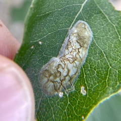 Parectopa bumeliella