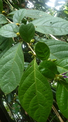 Lycianthes sanctaeclarae