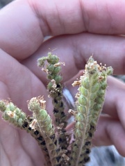 Phacelia denticulata