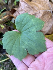 Ranunculus recurvatus