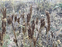Phacelia denticulata