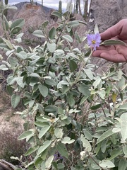Solanum hindsianum