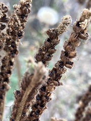 Phacelia denticulata