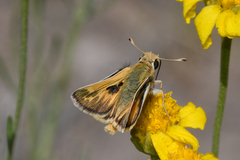 Polites sabuleti basinensis