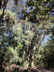 Casuarina equisetifolia