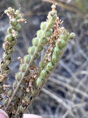 Phacelia denticulata
