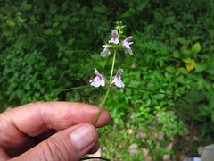 Stachys aspera