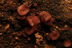 Ascocoryne cylichnium