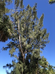 Casuarina equisetifolia