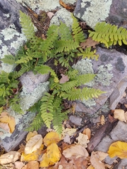 Polypodium virginianum