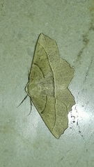 Gerinia honoraria