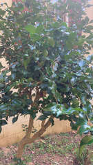 Ligustrum japonicum