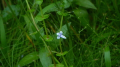Lindernia rotundifolia