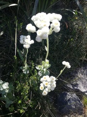 Helichrysum fruticans