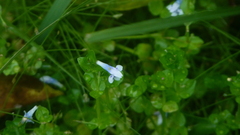 Lindernia rotundifolia