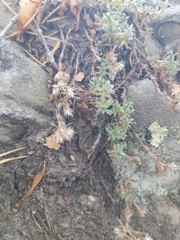 Caryophyllaceae