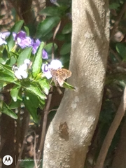 Eudaminae