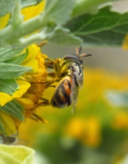 Copestylum marginatum