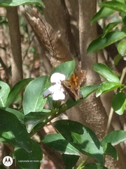 Eudaminae